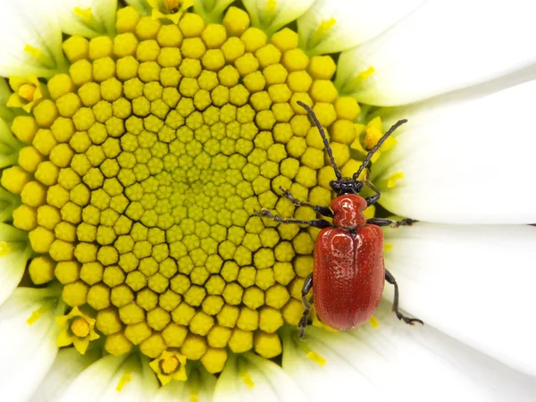 Красный жук на маленьком солнце — стоковое фото