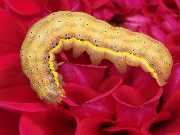 Caterpillar on a flower — Stock Photo, Image