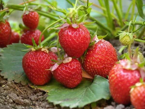Erdbeerbusch — Stockfoto