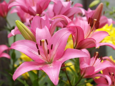 Pink lilies clipart