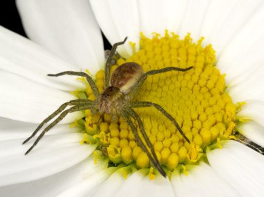 Spider on flower clipart