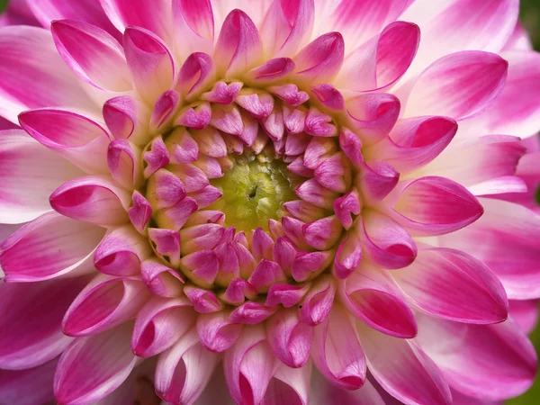 Center of flower — Stock Photo, Image
