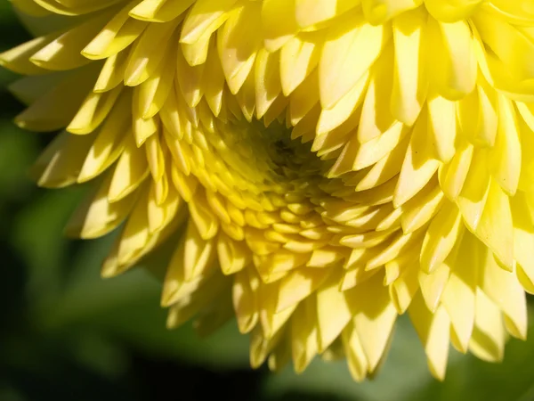 Yellow flower in profile — Stock Photo, Image