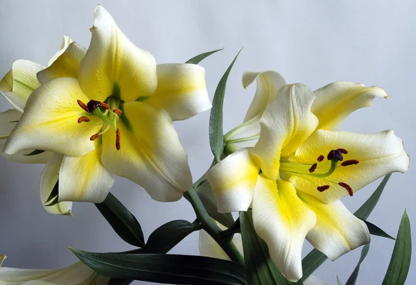 Branch of yellow lilies — Stock Photo, Image