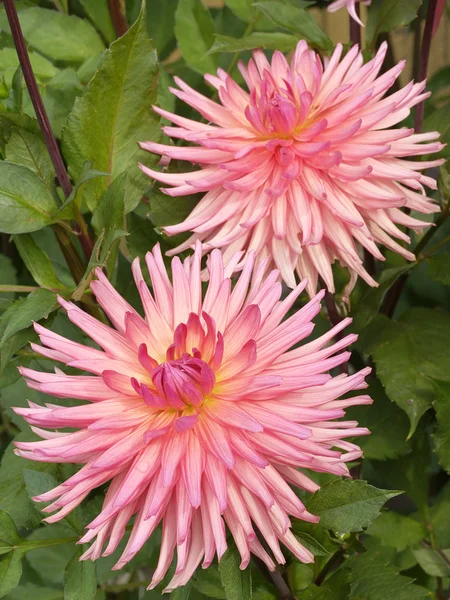 Twee roze Dahlia — Stockfoto
