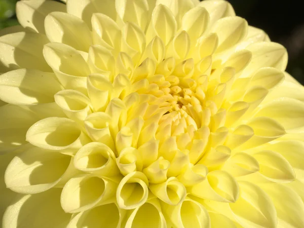 Core of yellow dahlia — Stock Photo, Image