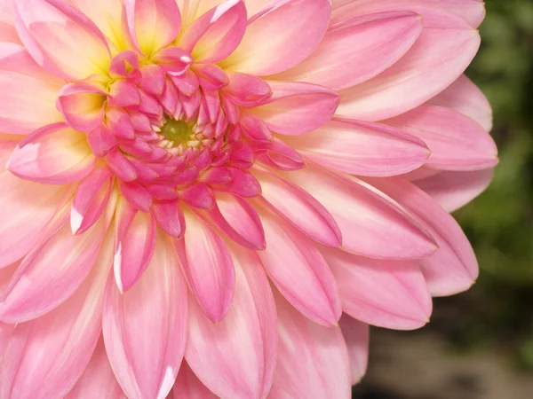 Dahlias flower — Stock Photo, Image