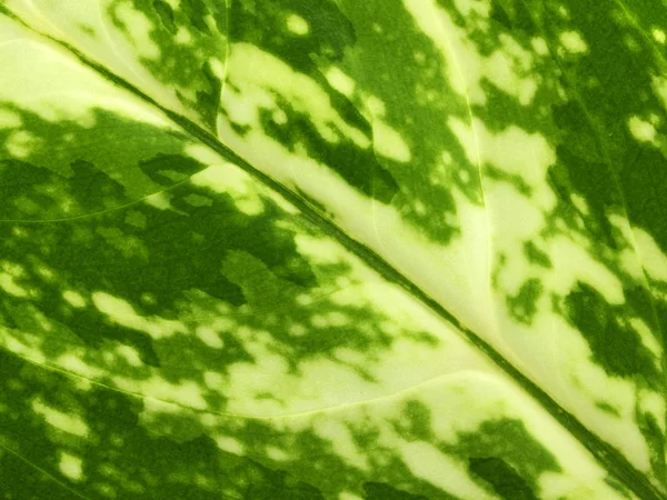 Текстура зеленого листа — стокове фото