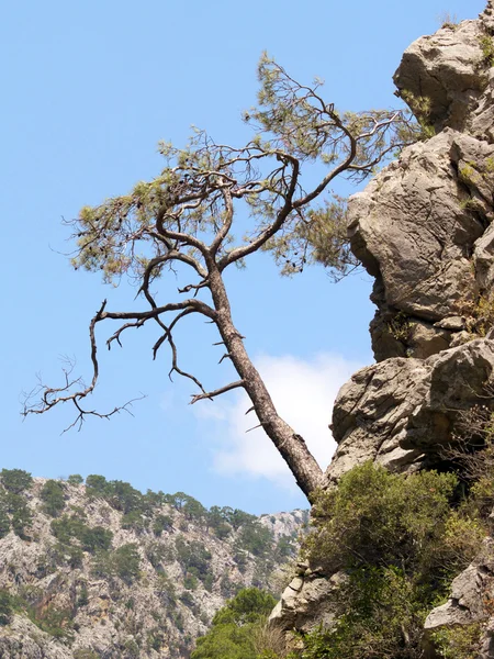 Tree on mountainside — Stock Photo, Image