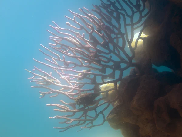 Морские кораллы — стоковое фото