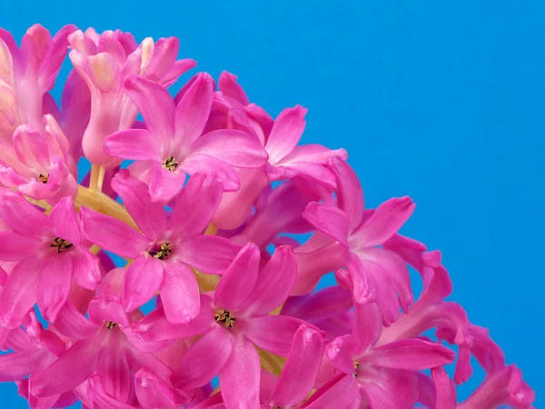 Roze hyacint op blauw — Stockfoto