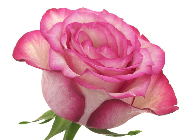 Head of pink rose on white background