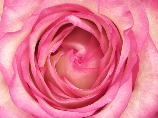 中心的粉红色的玫瑰 — 图库照片