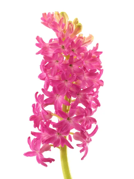 Pink hyacinth with stem — Stock Photo, Image