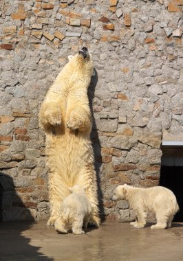 White bear and its cubs clipart