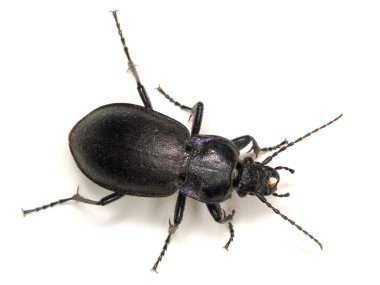 Black carabus clipart