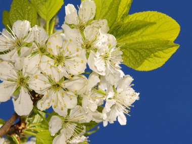 çiçekli erik ağacı