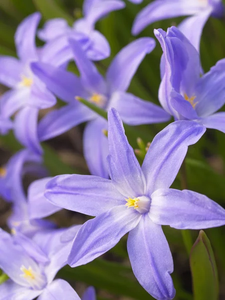 Chionodoxa flowers — Stock Photo, Image