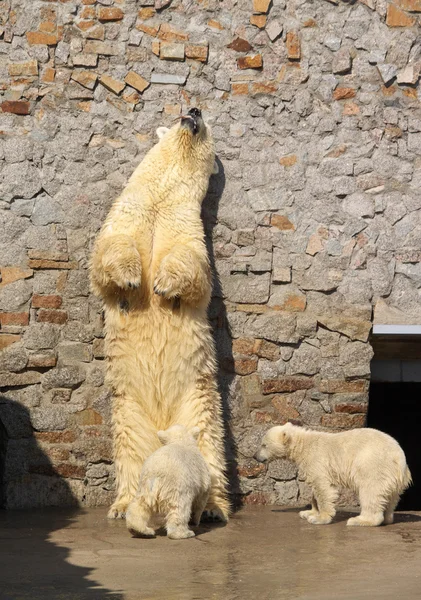 Vita björn och dess ungar — Stockfoto