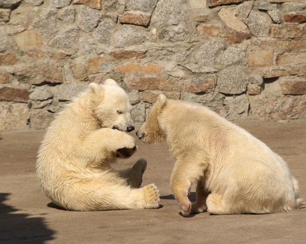 Två unga björnar — Stockfoto