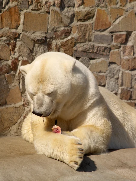 Biały niedźwiedź po kolacji — Zdjęcie stockowe