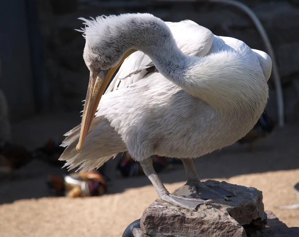 Серый пеликан — стоковое фото