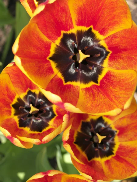 Vue du dessus sur les tulipes — Photo