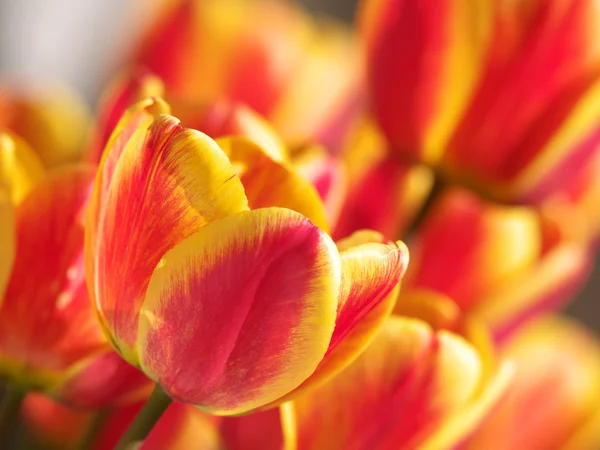 stock image Bright tulips