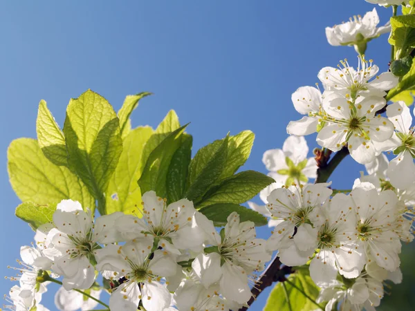 Blossoming branch — Stock Photo, Image