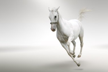 White horse in motion clipart