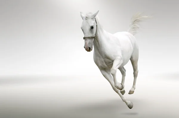 White horse in motion — Stock Photo, Image