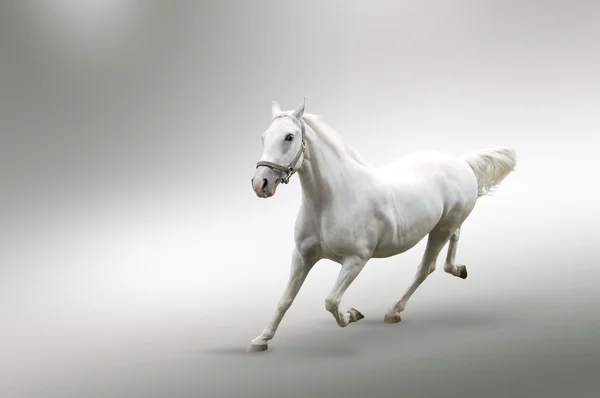 Vita hästen i rörelse — Stockfoto