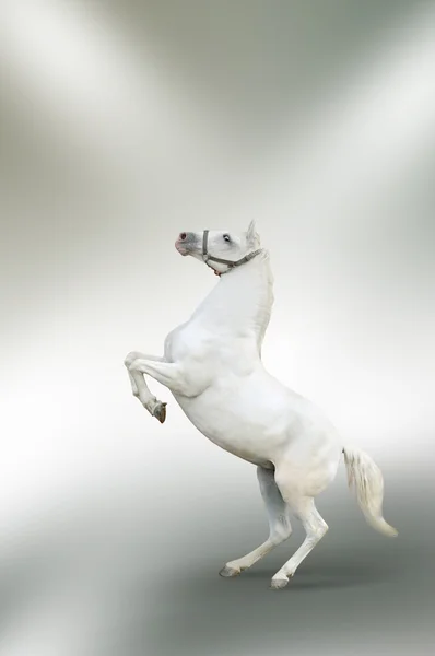 白い馬の分離飼育 — ストック写真