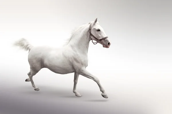 モーションの白い馬 — ストック写真