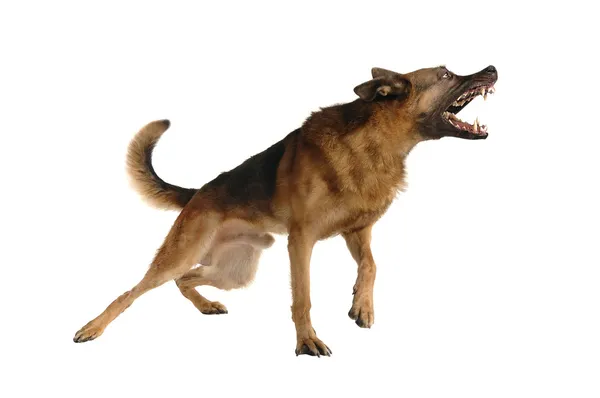 Вырезанная собака — стоковое фото
