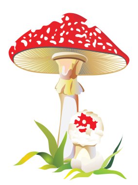 Fly agaric in a grass clipart