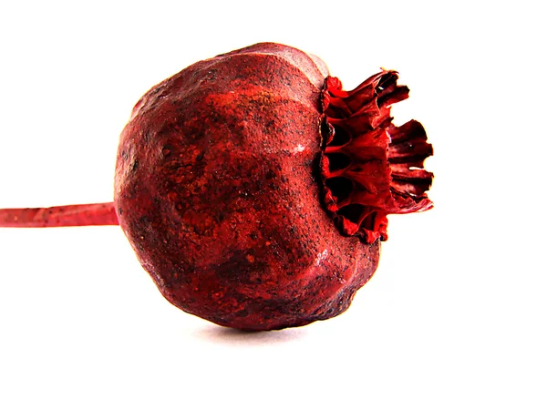 Red poppy 1 — Stock Photo, Image