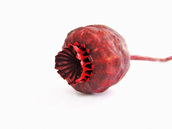 Red poppy. 2 — Stock Photo, Image