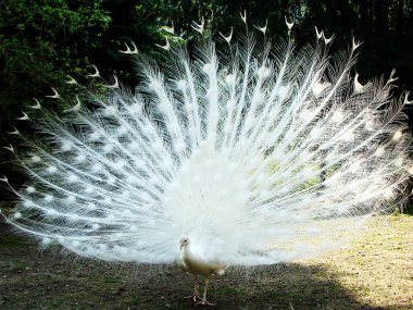 White peacock clipart