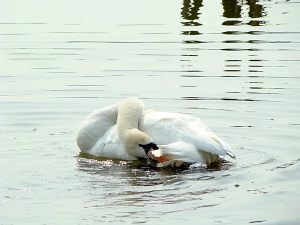 O cisne lava-se — Fotografia de Stock