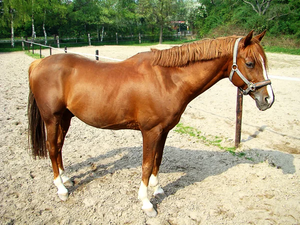 Häst 1 — Stockfoto