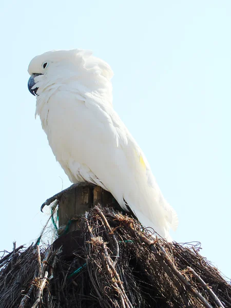 Biały parrot1 — Zdjęcie stockowe