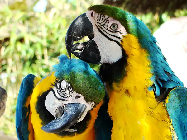 Zwei Papageien — Stockfoto
