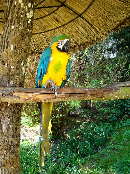 Papagal pe un stâlp — Fotografie, imagine de stoc