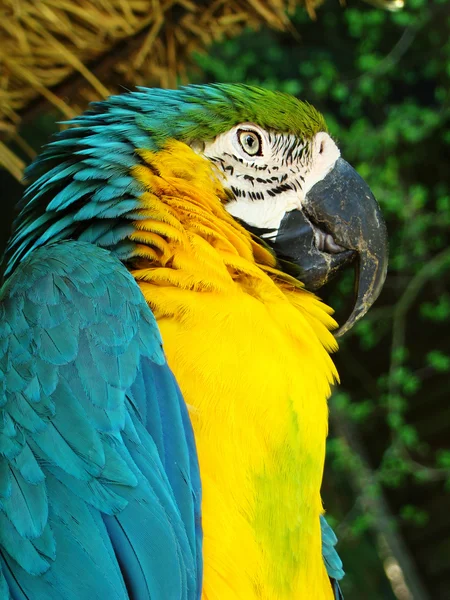 Dunkelblau ein gelber Papagei — Stockfoto