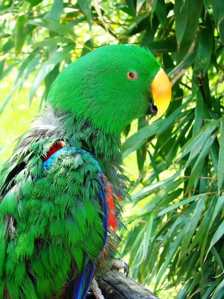 Perroquet vert — Photo
