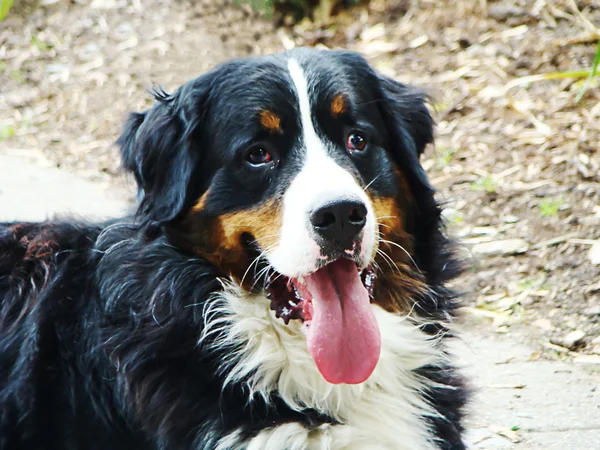 Stock image Dog