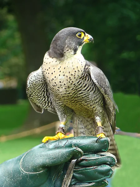 De falcon op een hand — Stockfoto