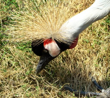 CROWNED CRANES clipart