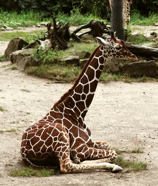 长颈鹿 — 图库照片